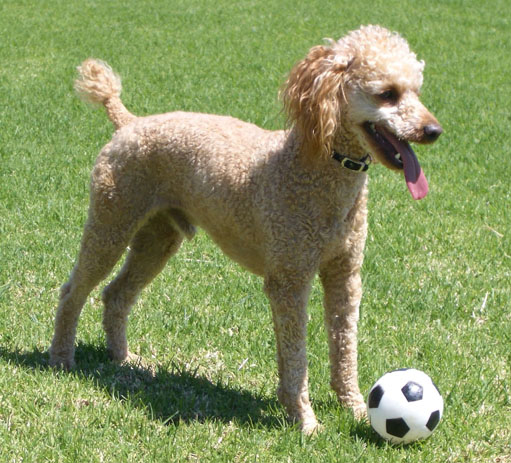 File:Large apricot toy poodle.jpg