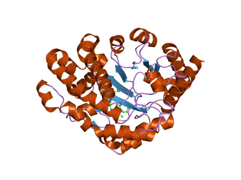 File:PDB 1r3v EBI.jpg