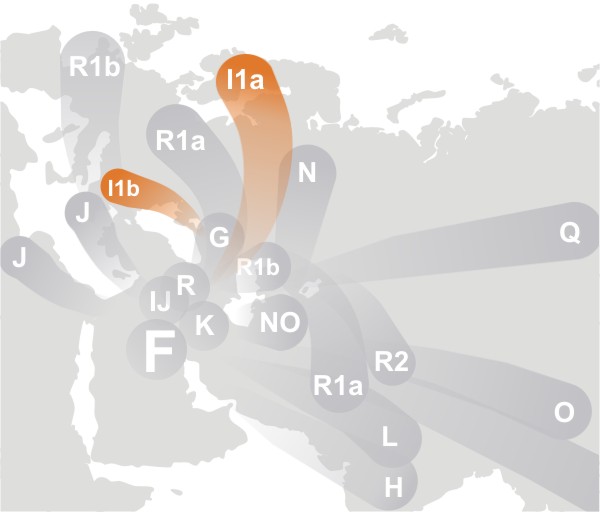 File:Haplogroup I (Y-DNA).jpg