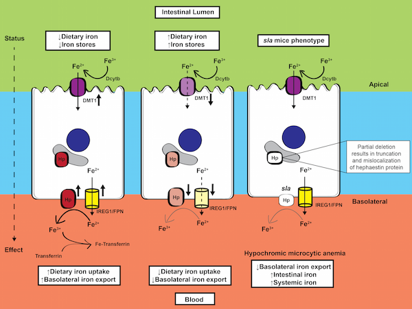 File:TEST Hephaestin illustration.png