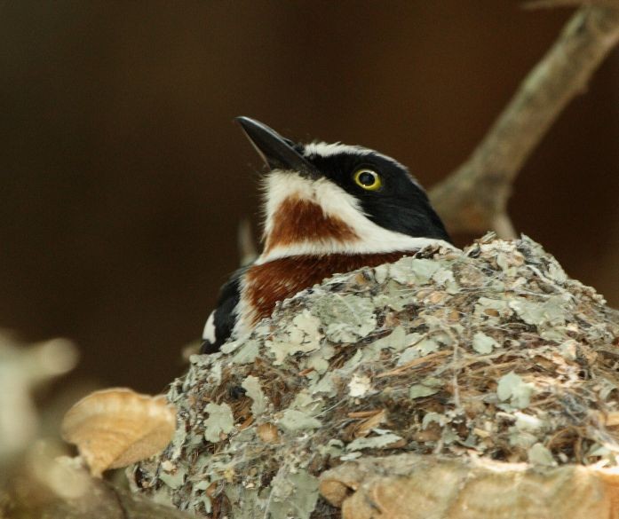 File:Batis Chinspot 2010 10 03 10477.jpg