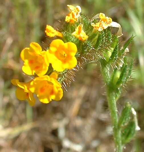 File:Fiddleneck.jpg