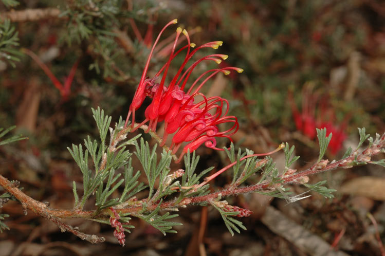 Archivo:Grevillea humifusa.jpg