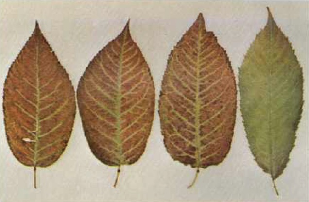 File:LChD leaf symptoms.jpg