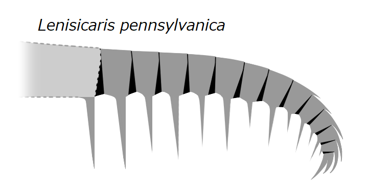 File:20191221 Radiodonta frontal appendage Anomalocaris pennsylvanica.png