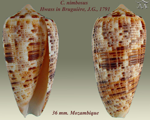 File:Conus nimbosus 2.jpg