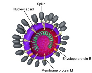 Файл:Coronavirus virion.jpg