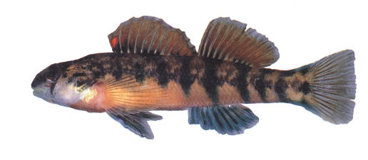 File:Etheostoma scotti.jpg