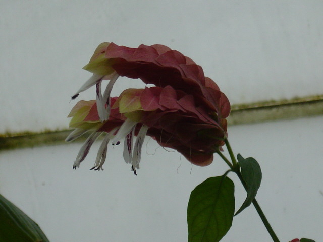 File:Flower1866.JPG