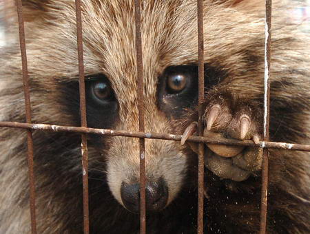 File:Raccoon dog 12.jpg