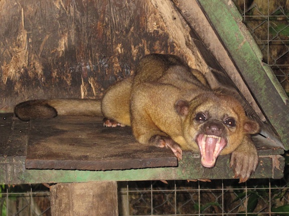 File:Yawning kinkajou.jpg