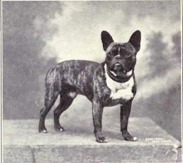 File:French Bulldog from 1915.JPG