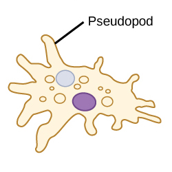 File:Locomotion by pseudopod.jpg