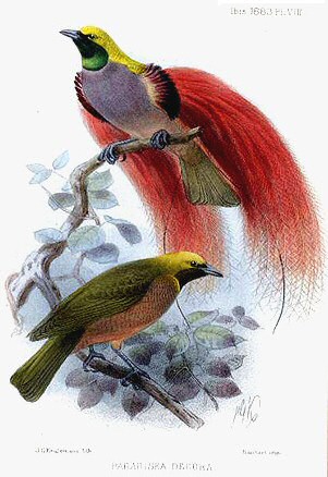 File:Paradesia decora Keulemans.jpg