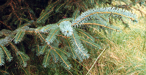 File:Picea sitchensis4.jpg