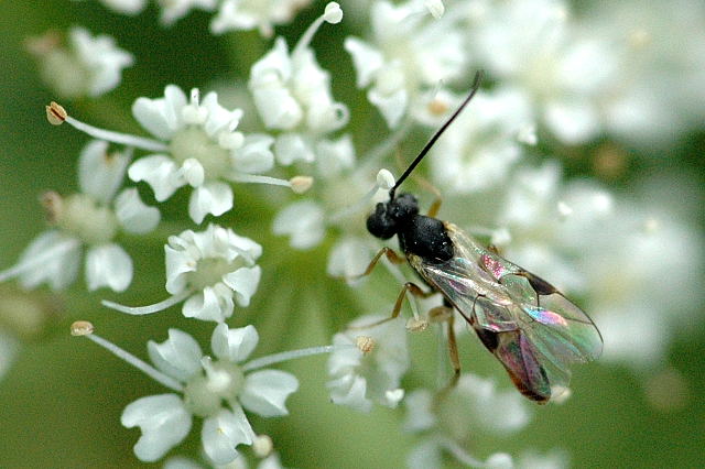 File:Cotesia.melanoscela.-.lindsey.jpg