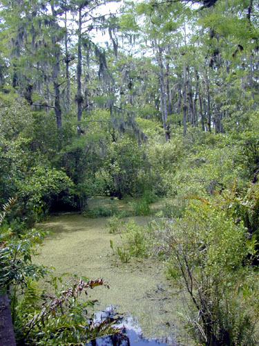 File:Florida freshwater swamp usgov image.jpg