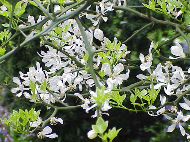 File:Poncirus trifoliata1.jpg