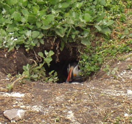 File:Farne Islands puffin in burrow.jpg