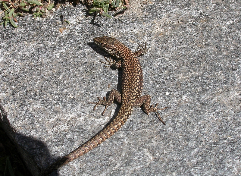 File:Maggia podarcis muralis fg06.jpg