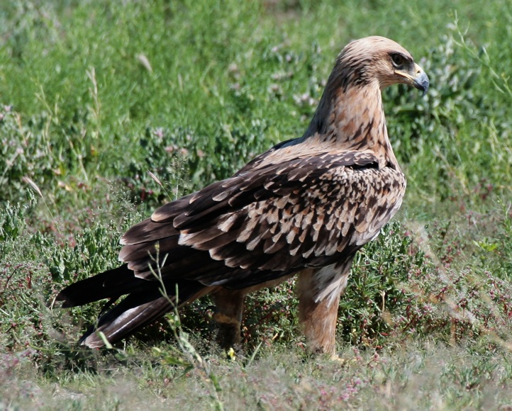 File:Raubadler Aquila rapax.jpg