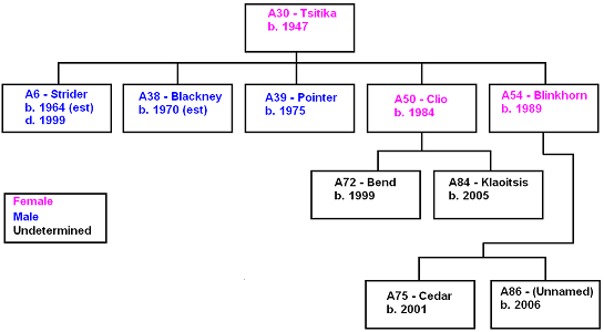 A30, Tsitika, and descendants