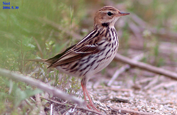 File:Anthus gustavi 2724687.jpg