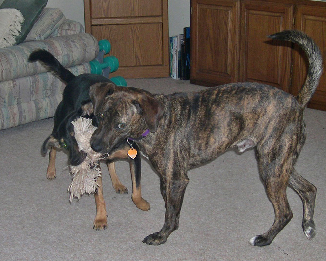 File:Bo - a Catahoula.jpg