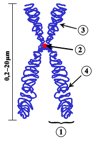 Diagrama de un cromosoma eucariótico duplicado y c Centrómero, el lugar del cromosoma en el cual ambas cromátidas se tocan. (3) Brazo corto. (4) Brazo largo.