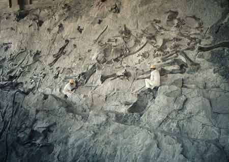 File:Dinosaur National Monument-inside the Dinosaur Quarry building.jpeg