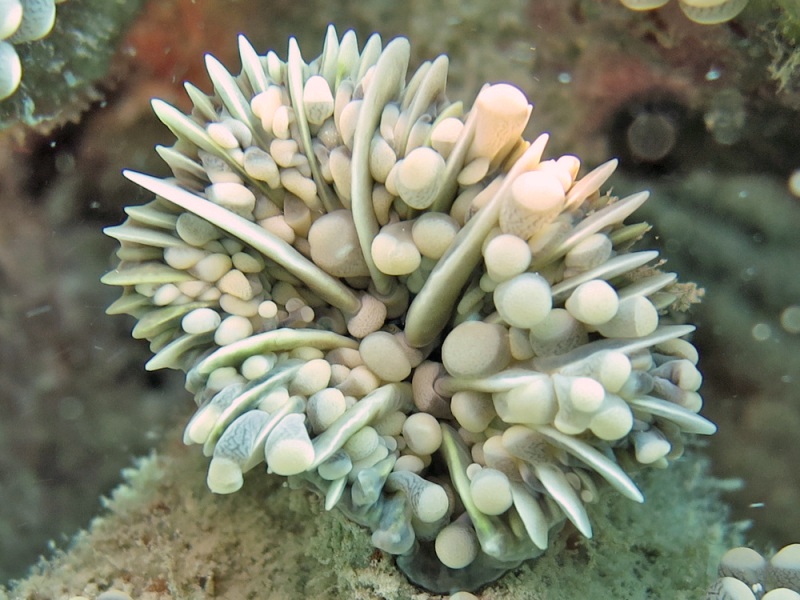 Archivo:Euphyllia cristata, coralito.jpg