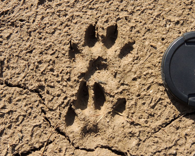 Файл:Nyctereutes procyonoides footprints.JPG