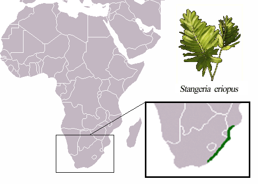 Archivo:Stangeria eriopus distribution.png