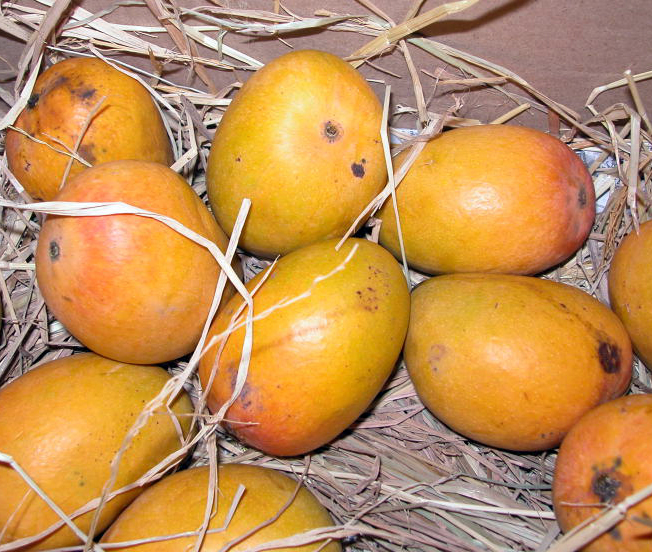 Файл:Alphonso mango.jpg