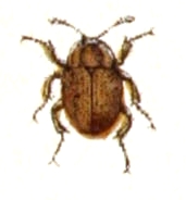 Necrophilus subterraneus