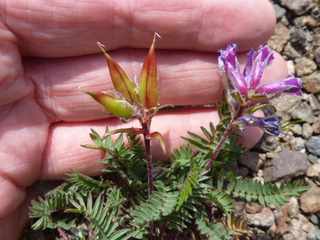 File:Oxytropis anertii 9287072.jpg