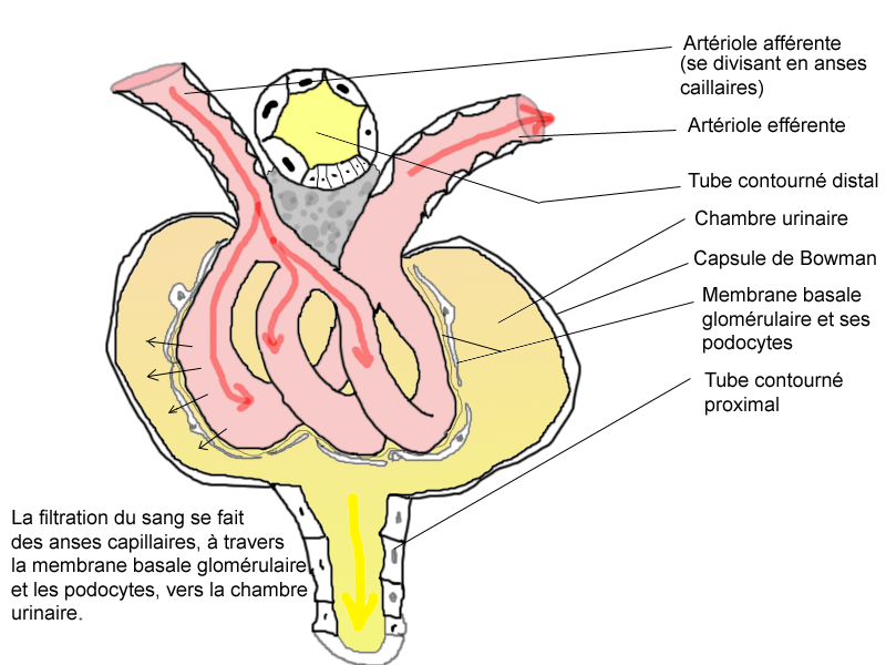 File:PhysiologieGlomérulaire.png