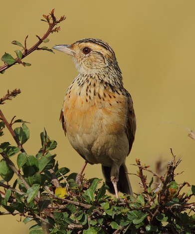 File:Red-winged Lark, crop.jpg