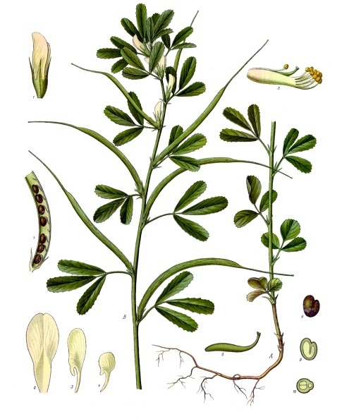 File:Trigonella foenum-graecum - Köhler–s Medizinal-Pflanzen-273.jpg