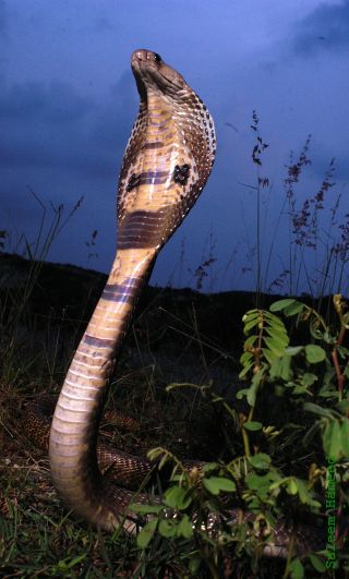 File:Cobra hood.jpg