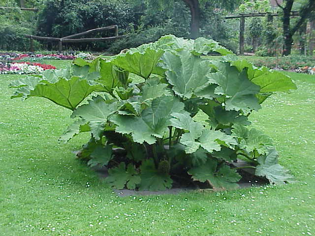 File:Gunnera tinctoria0.jpg