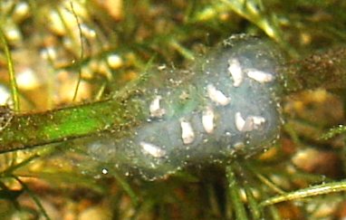 Archivo:Ambystoma.mexicanum.eggs.jpg