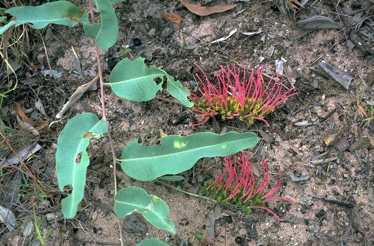 File:Grevillea goodii.jpg