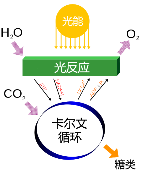 File:Simple photosynthesis overview zh.png