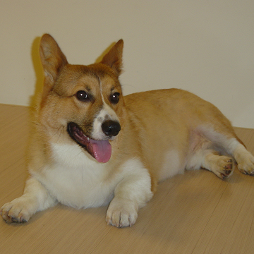 File:Welsh Corgi.PNG