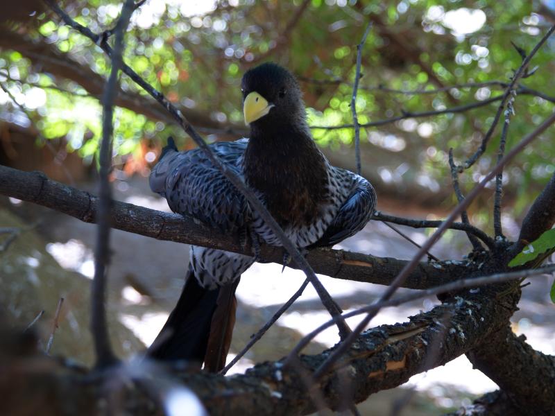 File:Crinifer piscator -Wildlife World Zoo, Arizona, USA-8.jpg