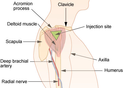 File:Im-deltoid (cropped).png