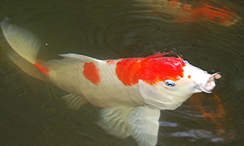 File:Kohaku.jpg