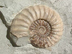 File:Ammonite Asteroceras.jpg