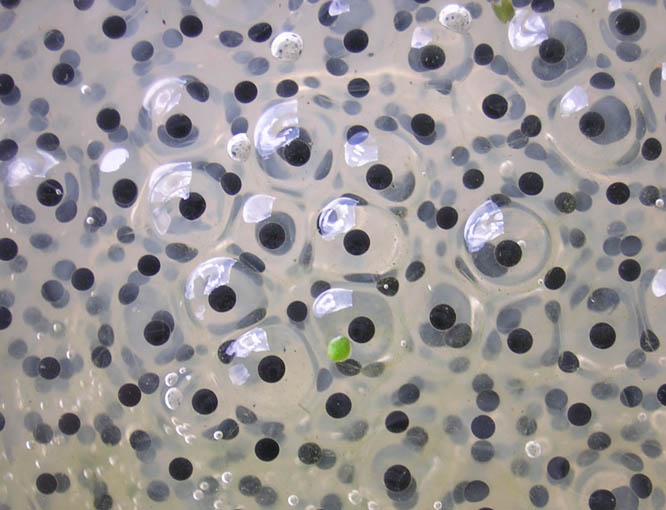 Файл:Frogspawn closeup.jpg